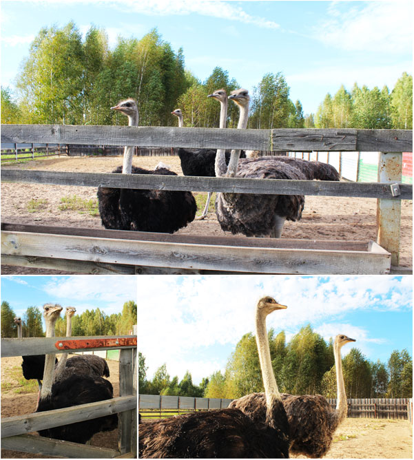 Взрослые страусы на ферме